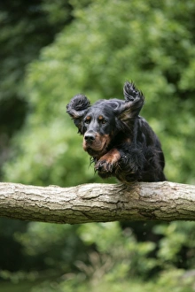 DOG. Gordon setter jumping over log DOG. Gordon setter jumping over log