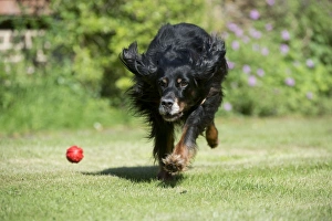 DOG - Gordon setter playing in garden DOG - Gordon setter playing in garden