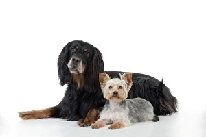 DOG - Gordon setter sitting with yorkshire terrier DOG - Gordon setter sitting with yorkshire terrier