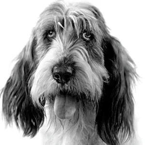 Dog - Grand basset griffon vendeen - black & white Dog - Grand basset griffon vendeen - black & white