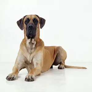 <b class=qtipBold><figcaption>Dog - Great Dane lying down</figcaption></b><br>JD-15351 Dog - Great Dane lying down Also known as Deutsche Dogge John Daniels Please note that prints are for personal display purposes only and may not be reproduced in any way.<br><em>© John Daniels / ardea.com</em> Dog - Great Dane lying down