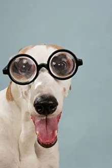 Dog - Greyhound wearing joke magnified glasses Dog - Greyhound wearing joke magnified glasses