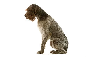 Images Dated 17th January 2007: Dog - Griffon Korthals German Wire-haired Pointer - Sitting down