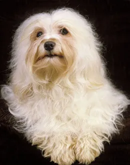 Dog - Havanese. Also known as Bichon Havanais Dog - Havanese. Also known as Bichon Havanais