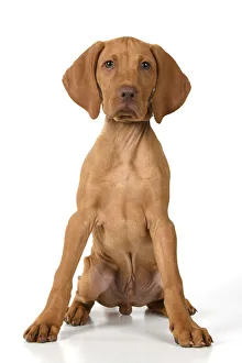 New images march 2022/dog hungarian vizsla puppy 11 weeks old New images march 2022/dog hungarian vizsla puppy 11 weeks old