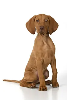 Hungarian Vizsla (Gundog, Dogs Domestic, Mammals)