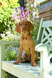New images march 2022/dog hungarian vizsla puppy 11 weeks old New images march 2022/dog hungarian vizsla puppy 11 weeks old