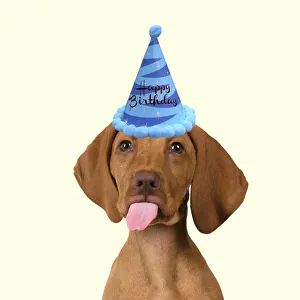 DOG. Hungarian Vizsla puppy wearing a birthday party hat sticking out tongue Date: 18-03-2019 DOG. Hungarian Vizsla puppy wearing a birthday party hat sticking out tongue Date: 18-03-2019