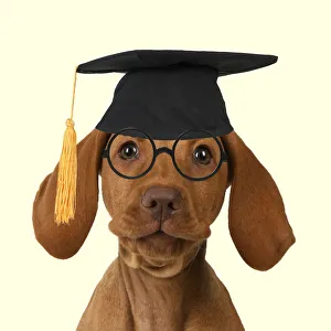 DOG. Hungarian Vizsla puppy wearing Graduation hat and glasses Date: 18-03-2019 DOG. Hungarian Vizsla puppy wearing Graduation hat and glasses Date: 18-03-2019