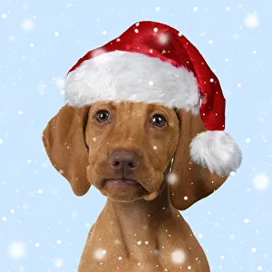 DOG. Hungarian Vizsla puppy wearing a red Santa Christmas hat in the snow Date: 18-03-2019 DOG. Hungarian Vizsla puppy wearing a red Santa Christmas hat in the snow Date: 18-03-2019