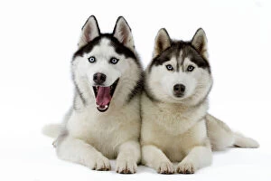 Images Dated 11th March 2006: Dog - Huskies