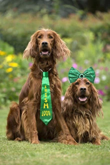 Patricks Gallery: Dog - Two Irish / Red Setter dogs outdoors Digital