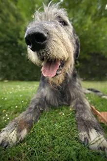 Dog - Irish wolfhound, close-up of head Dog - Irish wolfhound, close-up of head