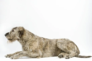 Dog - Irish Wolfhound, lying down Dog - Irish Wolfhound, lying down