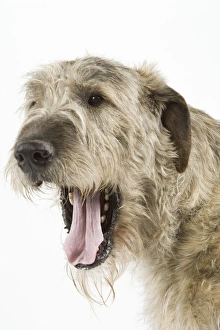 Dog - Irish Wolfhound - with mouth wide open Dog - Irish Wolfhound - with mouth wide open