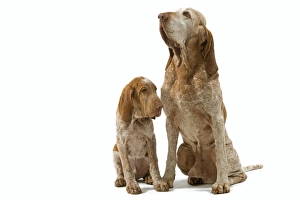Dog - Italian Pointer with puppy - Sitting down Dog - Italian Pointer with puppy - Sitting down