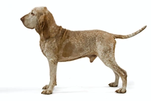 Dog - Italian Pointer - Standing Dog - Italian Pointer - Standing