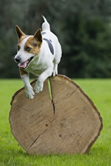 Dog - Jack Russell jumping over cut tree trunk Dog - Jack Russell jumping over cut tree trunk