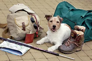 Dog - Jack Russell lying down next to walkers travel / explorer equipment Dog - Jack Russell lying down next to walkers travel / explorer equipment