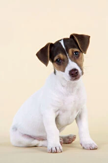 Images Dated 4th April 2009: Dog - Jack Russell Terrier puppy
