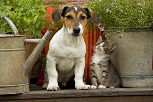 Dog - Jack Russell Terrier puppy (3 months old) with two month old kitten Dog - Jack Russell Terrier puppy (3 months old) with two month old kitten