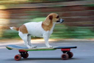 DOG - Jack Russell Terrier skateboarding