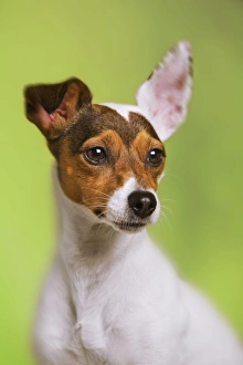 Dog - Jack Russell Terrier - in studio Dog - Jack Russell Terrier - in studio
