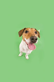 Dog - Jack Russell Terrier - in studio fish-eye lense Dog - Jack Russell Terrier - in studio fish-eye lense