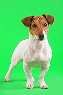 Dog - Jack Russell Terrier in studio with green background Dog - Jack Russell Terrier in studio with green background