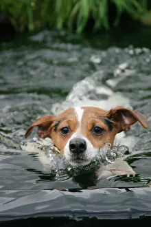 Dog - Jack Russell terrier swimming front view Dog - Jack Russell terrier swimming front view