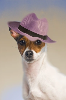 Dog - Jack Russell Terrier wearing pink hat Dog - Jack Russell Terrier wearing pink hat