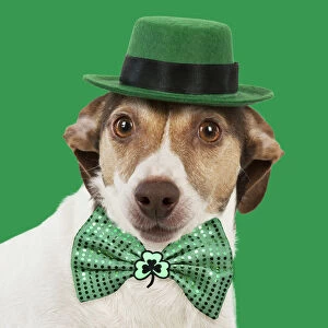 Patricks Gallery: DOG - Jack Russell wearing a green hat and green