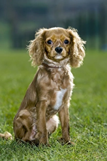 Dog - King Charles Spaniel sitting on grass Dog - King Charles Spaniel sitting on grass