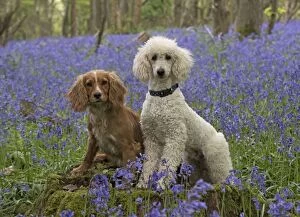 Images Dated 6th May 2014: Dog Labradoodle and Cocker Spaniels