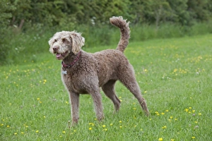 Dog - Labradoodle Retreiver Poodle cross - in meadow Dog - Labradoodle Retreiver Poodle cross - in meadow