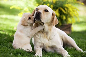 Images Dated 5th April 2011: Dog - Labrador adult with puppy