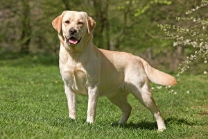 Images Dated 5th April 2011: Dog - Labrador outside