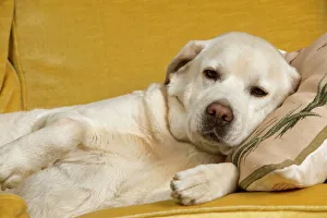 Dog - labrador resting on sofa Dog - labrador resting on sofa