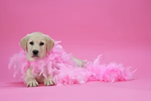 DOG. Labrador Retriever puppy ( 9 wks old ) DOG. Labrador Retriever puppy ( 9 wks old )