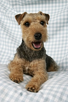 Dog - Lakeland Terrier on blue and white checked material Dog - Lakeland Terrier on blue and white checked material