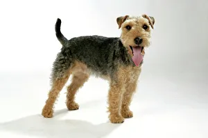 Dog - Lakeland Terrier standing up panting Dog - Lakeland Terrier standing up panting