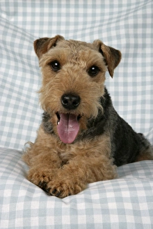 Dog - Lakeland Terrier with tongue sticking out panting on blue and white checked material Dog - Lakeland Terrier with tongue sticking out panting on blue and white checked material