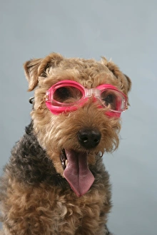 Dog - Lakeland Terrier wearing goggles Dog - Lakeland Terrier wearing goggles