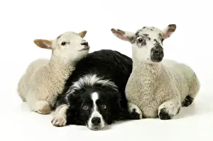 Sheep Prints: Border Collie with Cross Breed Lambs Print JD-21546