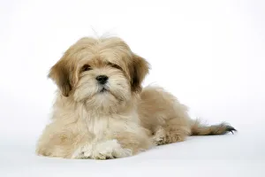 DOG - Lhasa Apso - 12 week old puppy DOG - Lhasa Apso - 12 week old puppy