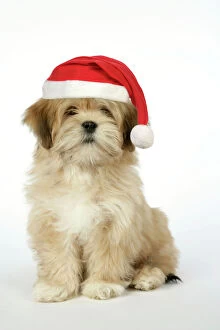 Images Dated 10th May 2007: DOG - Lhasa Apso - 12 week old puppy with Christmas hat Digital Manipulation: Hat JD