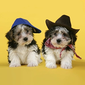 Dog. Lhasa Apso cross puppies (7 weeks old) wearing hats and scarf Dog. Lhasa Apso cross puppies (7 weeks old) wearing hats and scarf