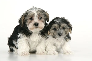 Dog. Lhasa Apso cross puppies (7 weeks old) Dog. Lhasa Apso cross puppies (7 weeks old)