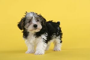 Dog. Lhasa Apso cross puppy (7 weeks old)