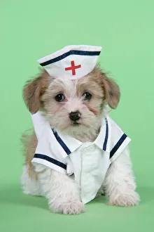 Dog. Lhasa Apso cross puppy (7 weeks old) in nurses outfit Dog. Lhasa Apso cross puppy (7 weeks old) in nurses outfit